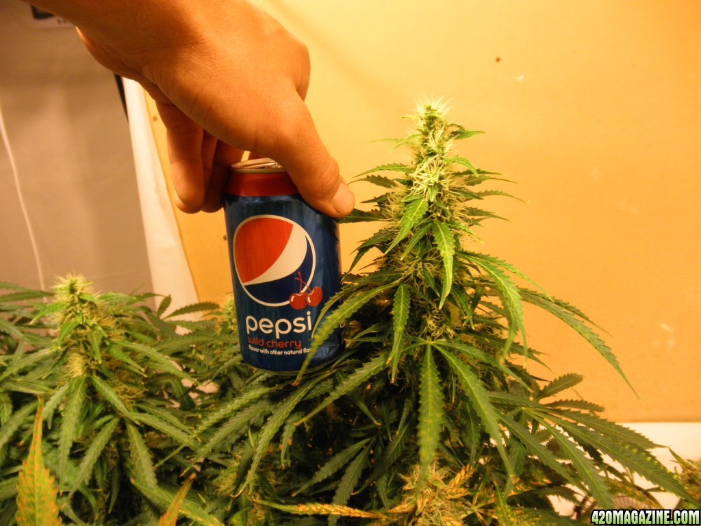 top cola