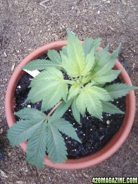 Top Hashberry Plant #1