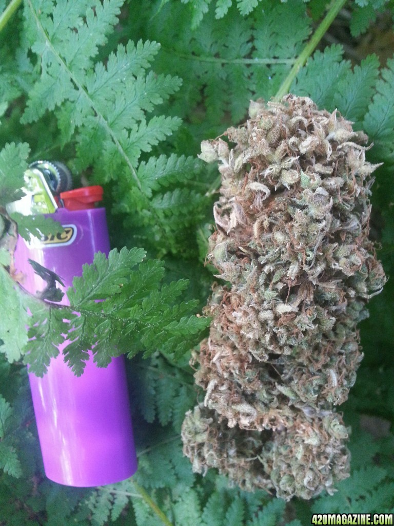 Top Nug, harvest day