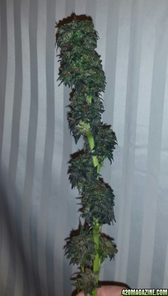 Top Nugs partial harvest