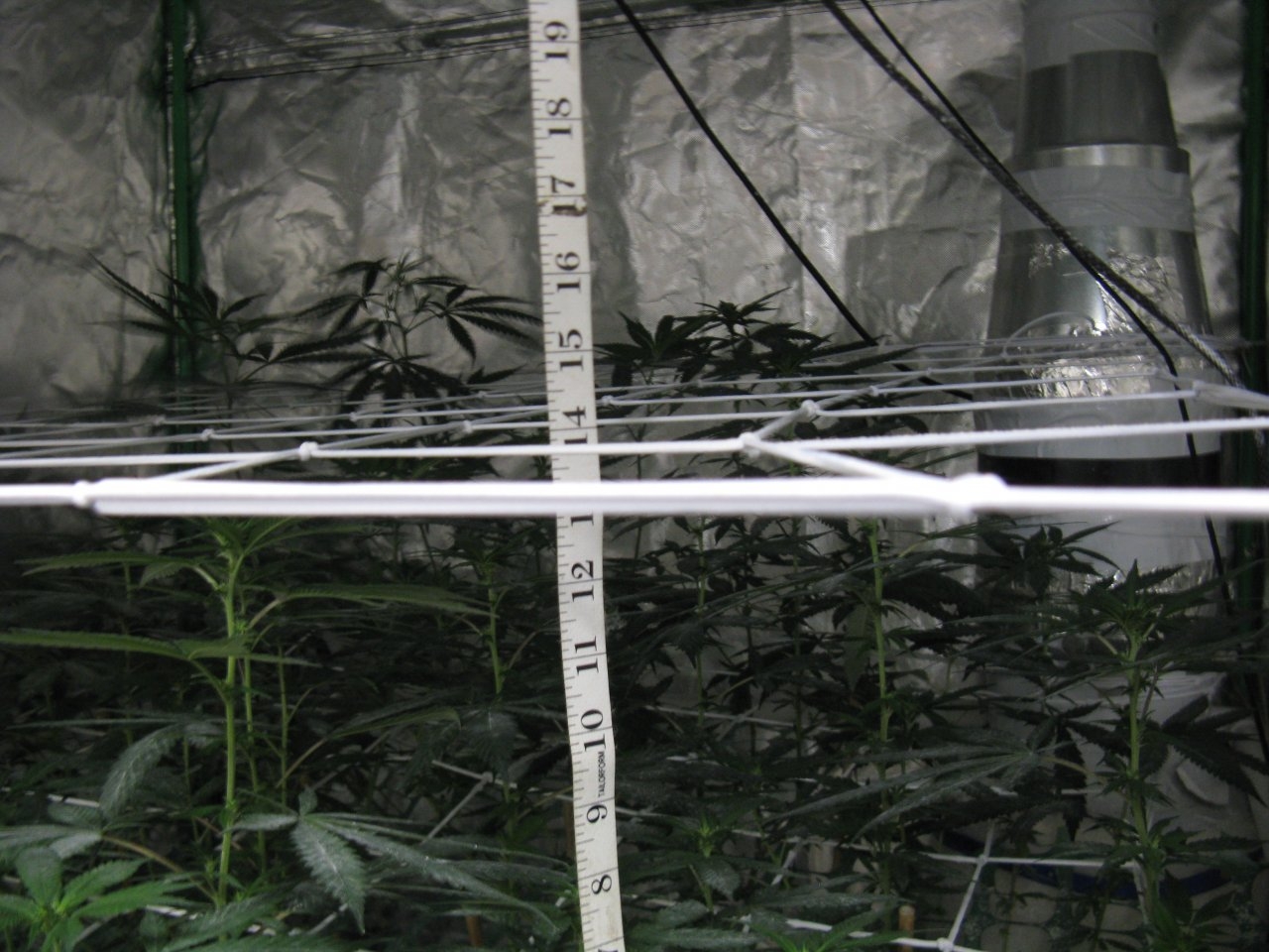 top scrog net