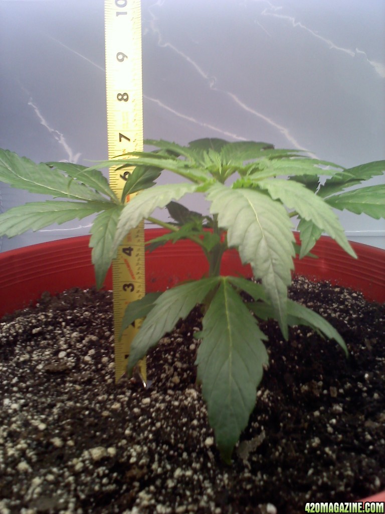 Top Skunk 44 Day 37