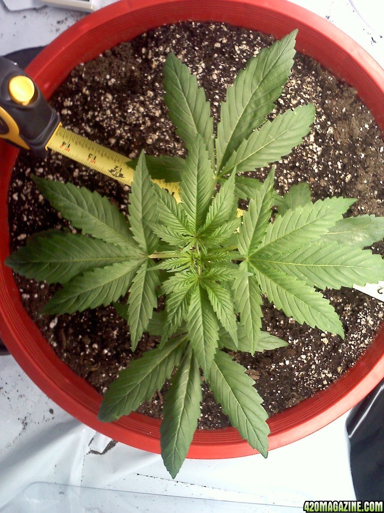 Top Skunk 44 Day 37