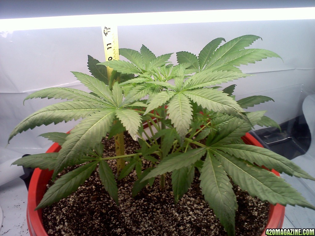 Top Skunk 44 Day 47