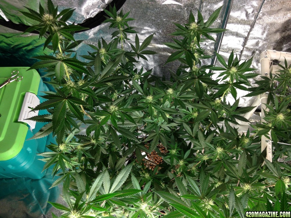 Top view of lonely miss Mango on day 1 of week 4 in flower