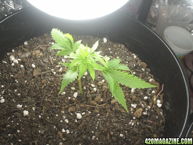 top view of purple kush clone