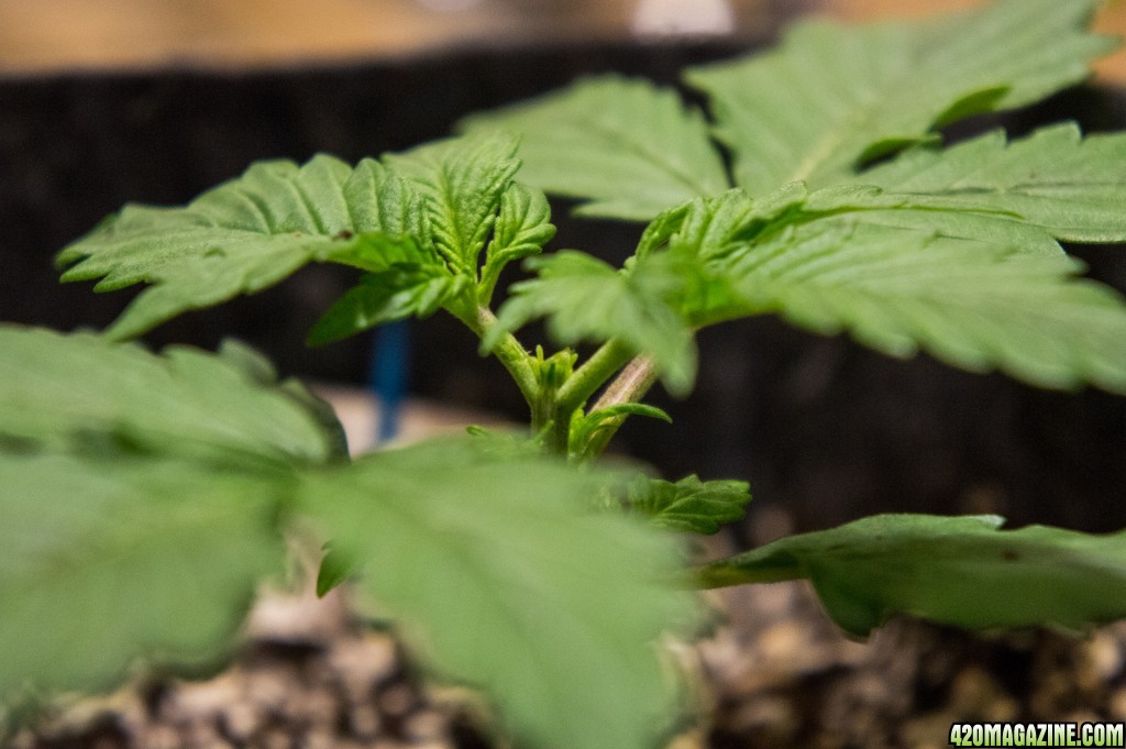 Topped Autoflower