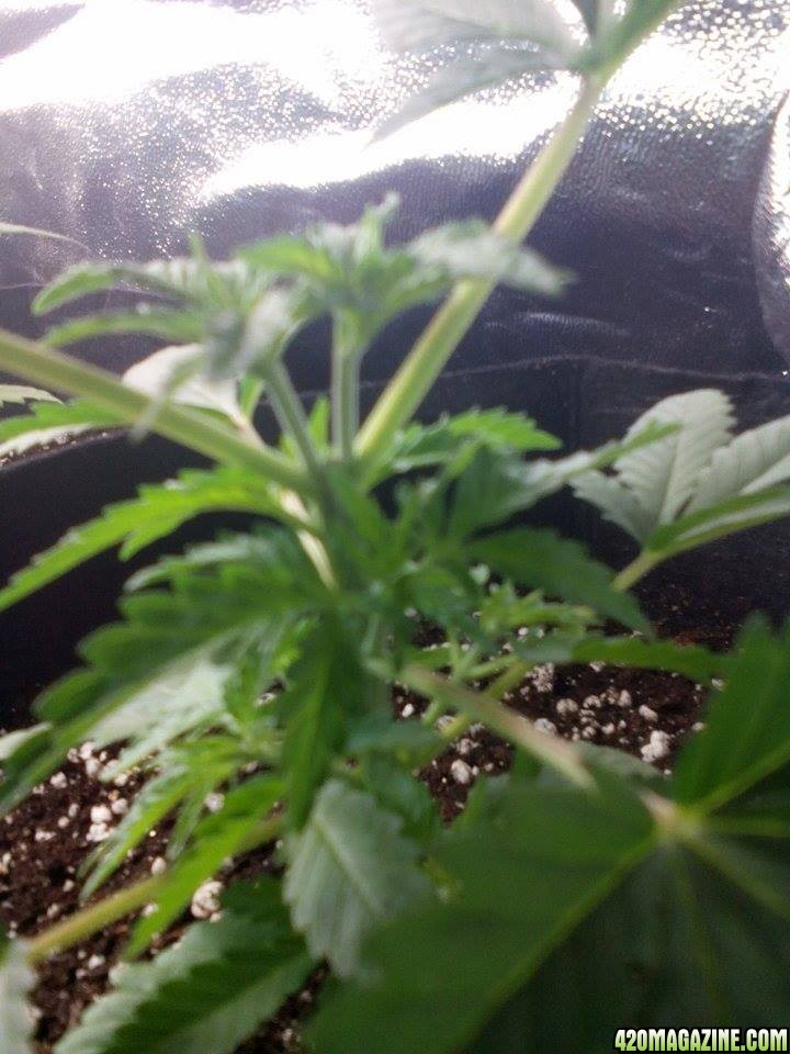 topped plant