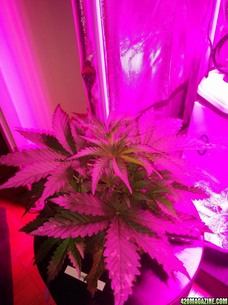 Topping Day and start of LST