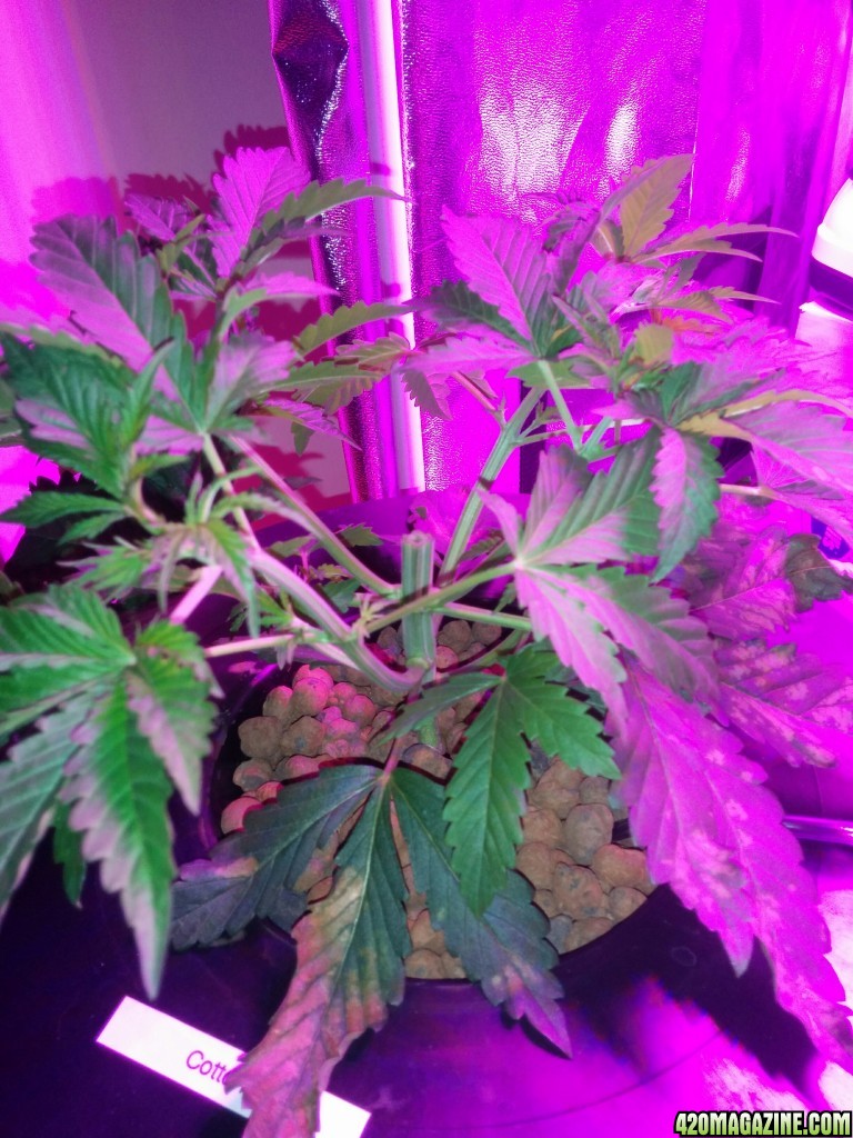 Topping Day and start of LST