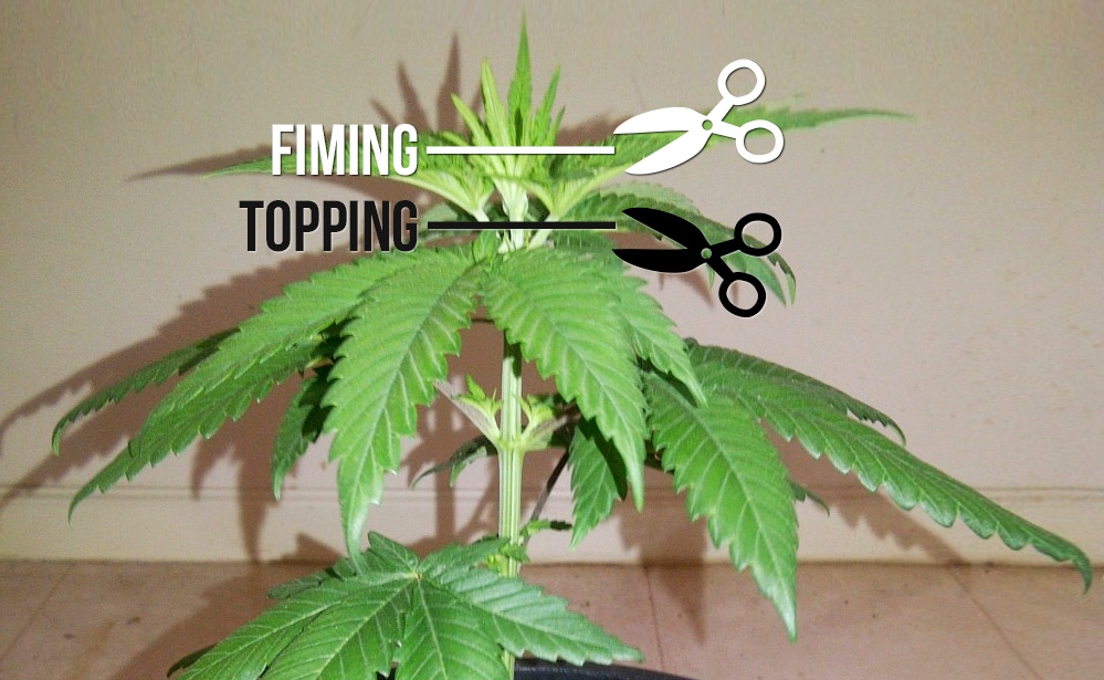 topping-fiming-sensiseeds-1.jpg