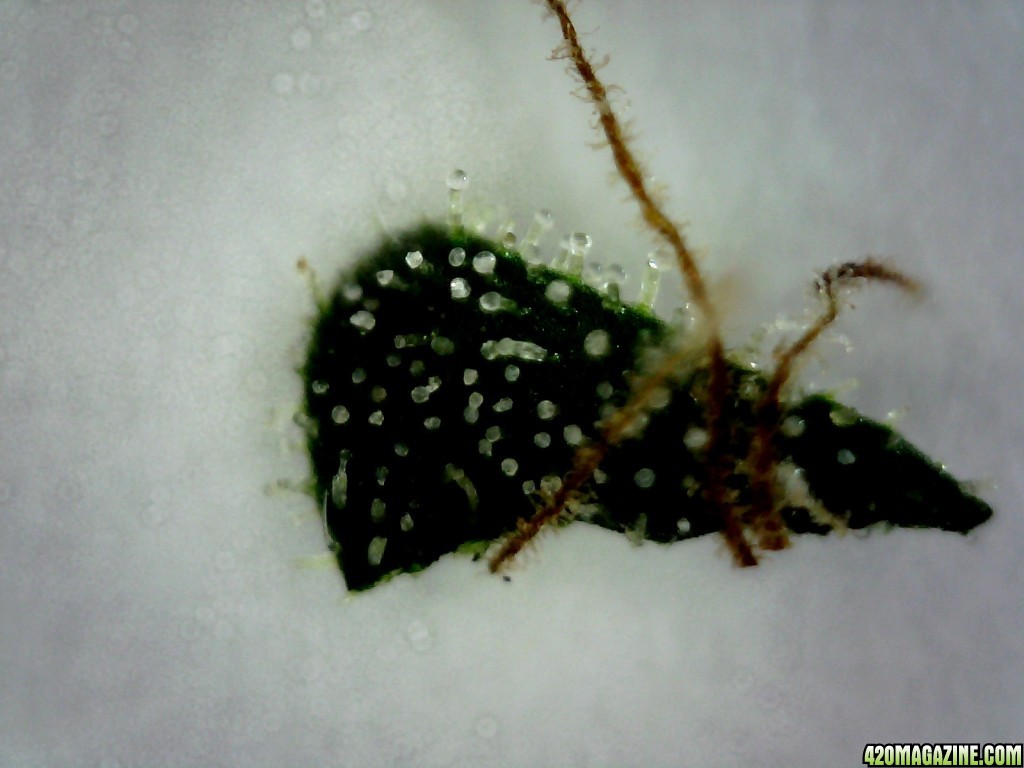 Topside of a sugar leaf from the B/R lady @ ~200X