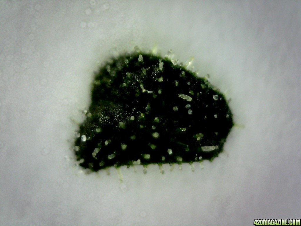 Topside of a sugar leaf from the F/C lady @ ~200X