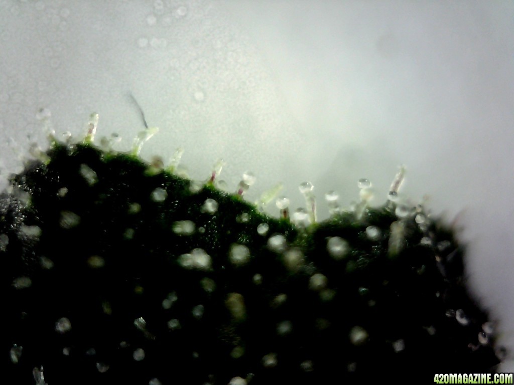 Topside of a sugar leaf from the F/C lady @ ~200X