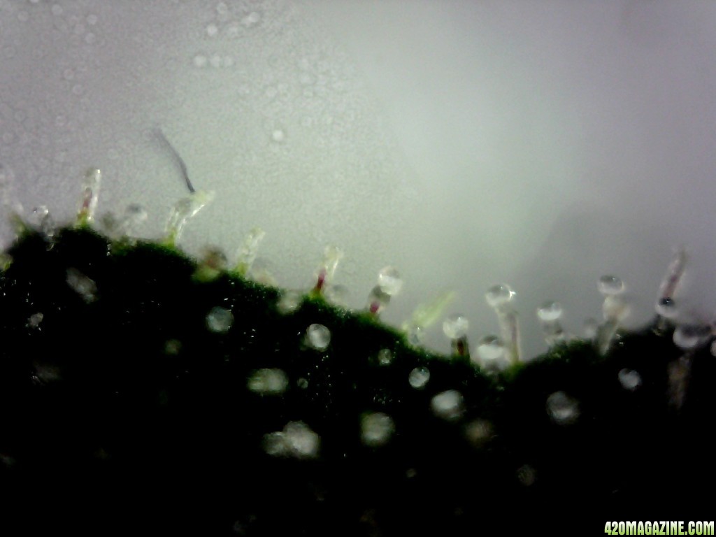 Topside of a sugar leaf from the F/C lady @ ~200X