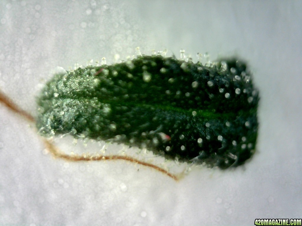 Topside of sugar leaf from left lady @~200x