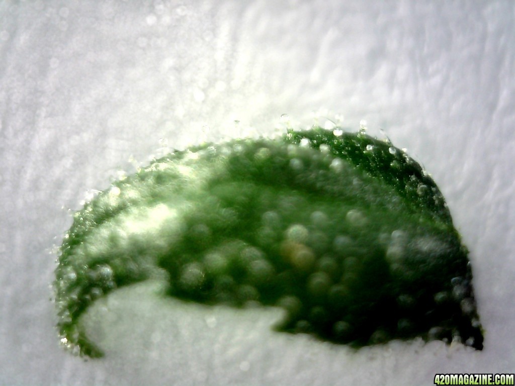 Topside of sugar leaf from left lady @ ~200X