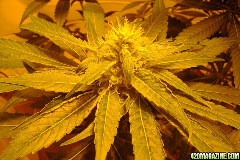 TR Grow - Bud in progress