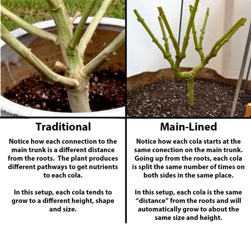 traditional-vs-main-lined-explanation-sm.jpg