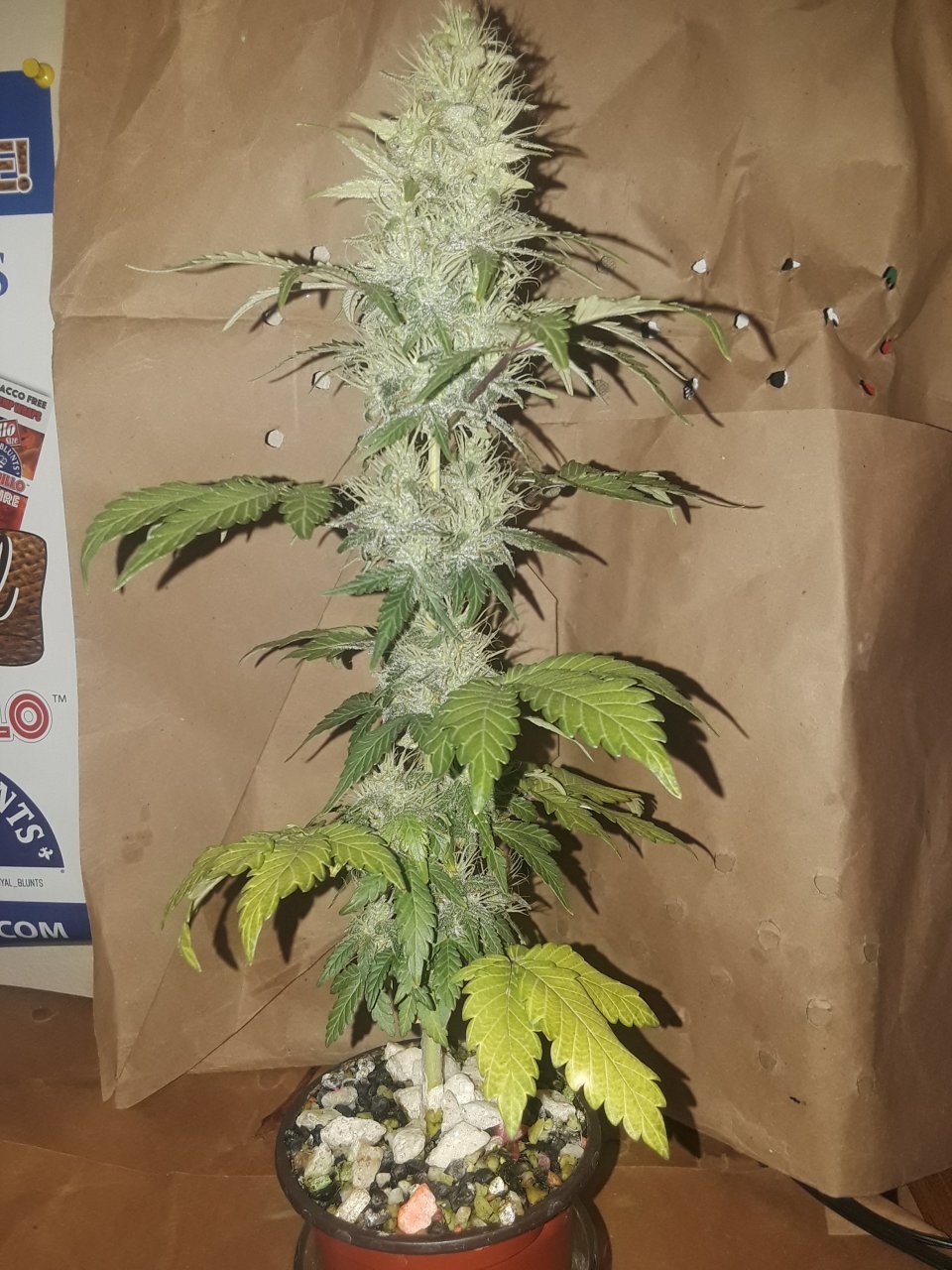 Trailer Trash Betty tall pheno