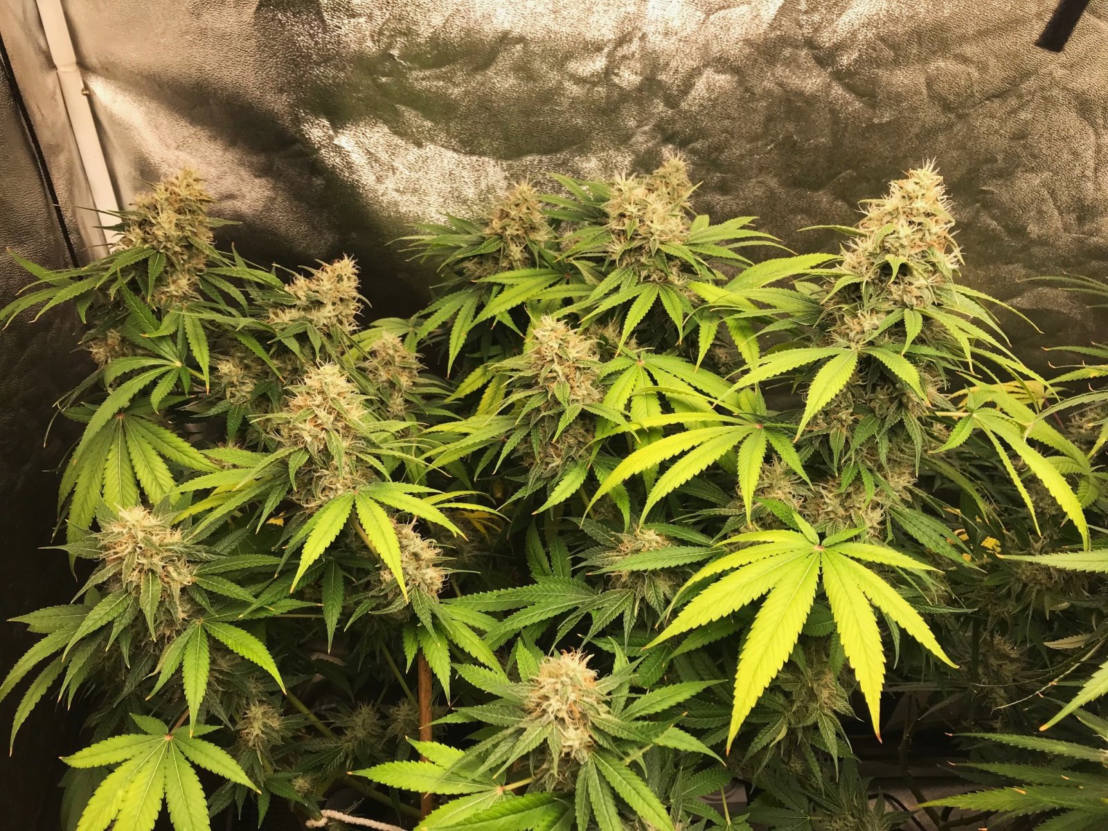 trained BlkCherry clone 8-3-22 F54.jpg