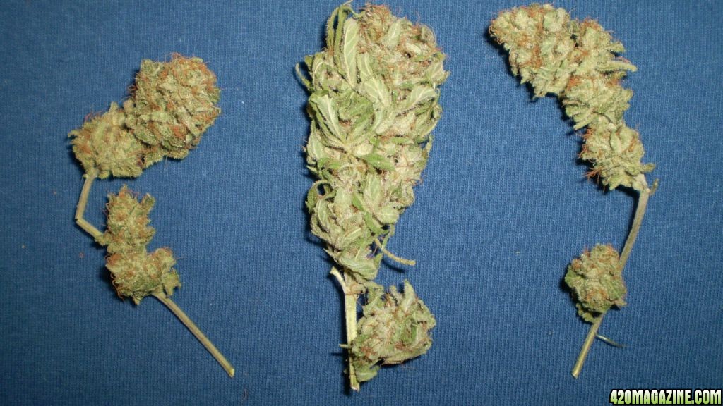 TRAINWRECK       4/2010