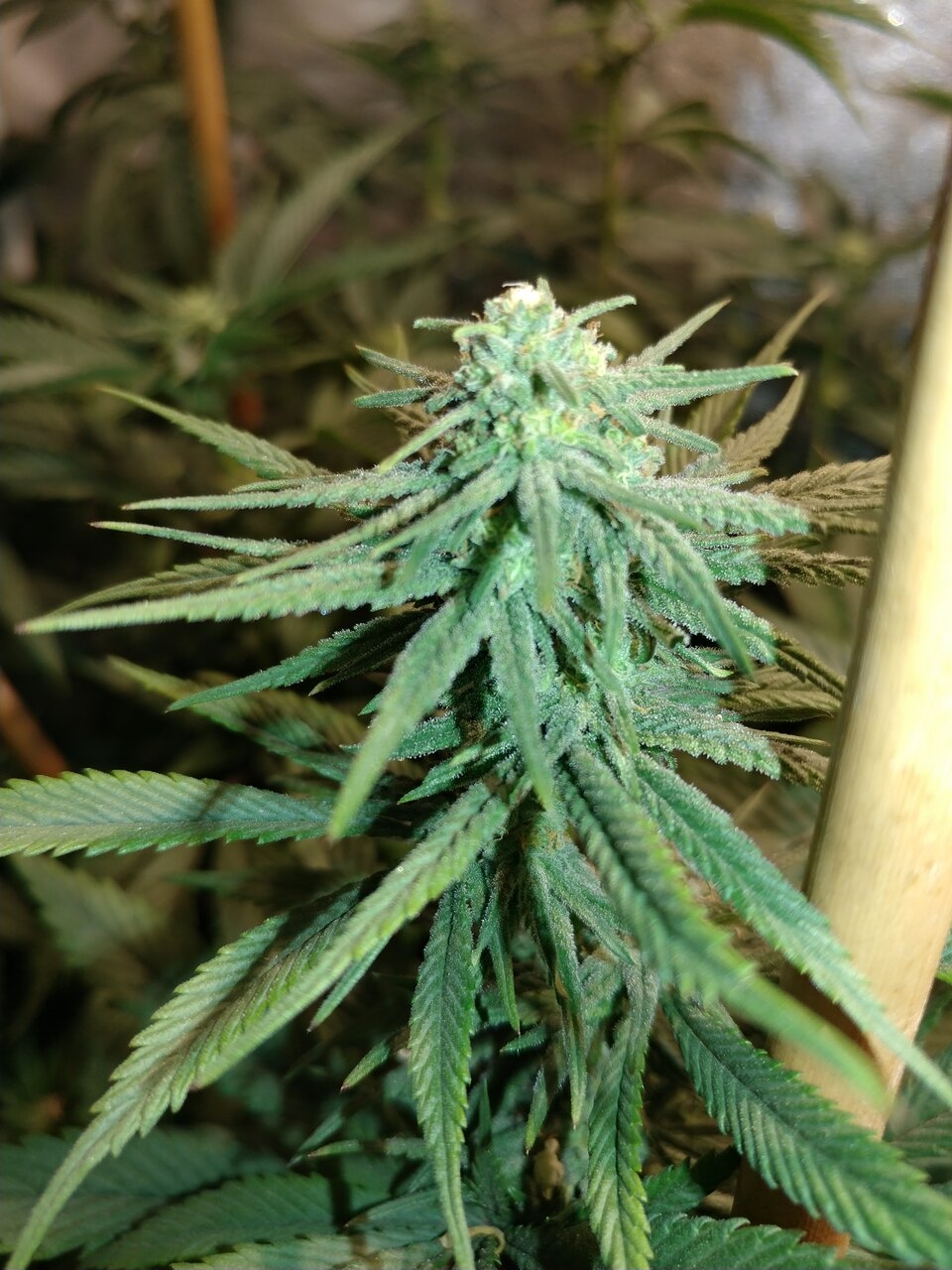 Trainwreck filled with Apollo 13 f4 seeds.jpg