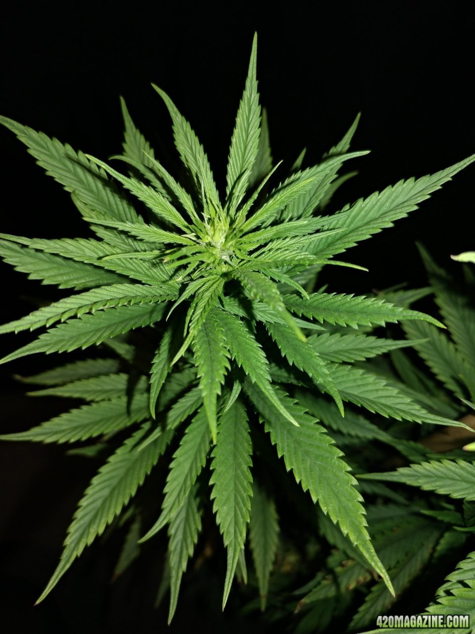 Trainwreck flowering feminized seed project silver thiosulfate