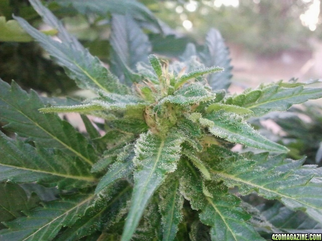 Trainwreck How long till harvest?