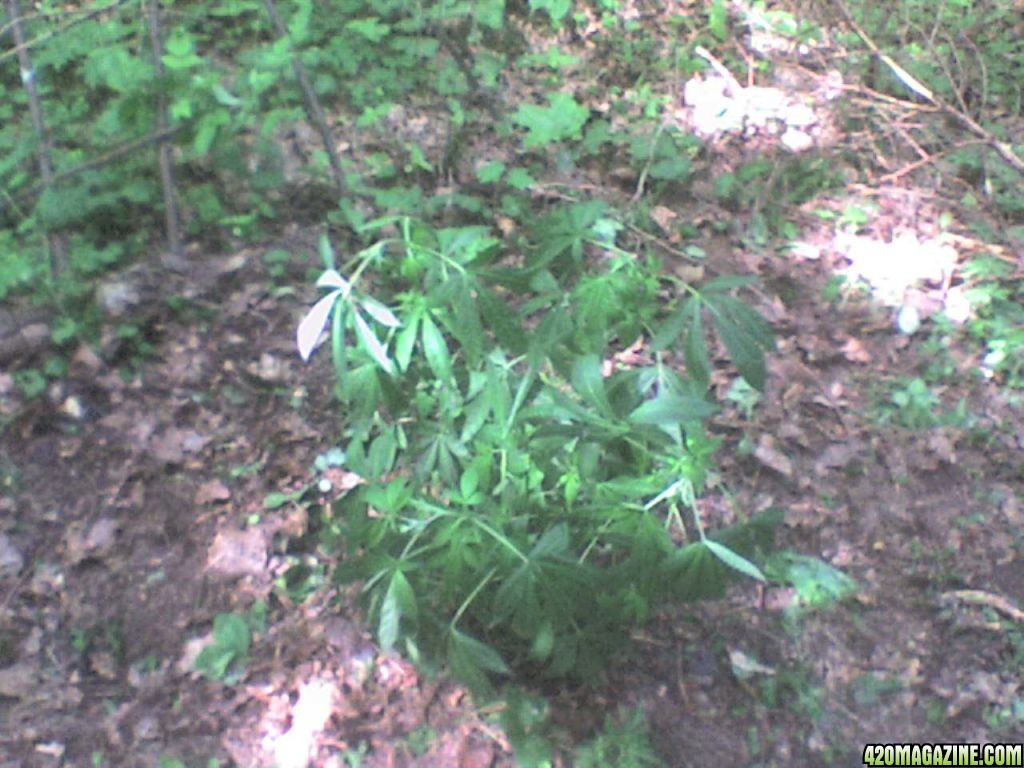 TrainWreck mother clone plants-outdoor