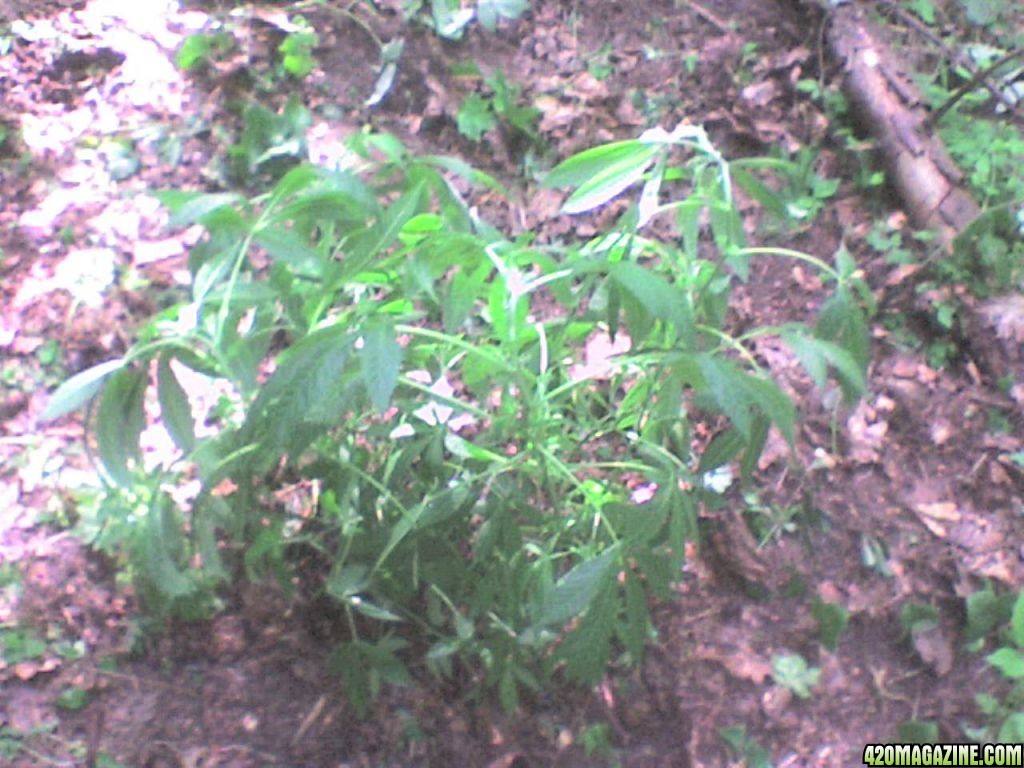 TrainWreck mother clone plants-outdoor