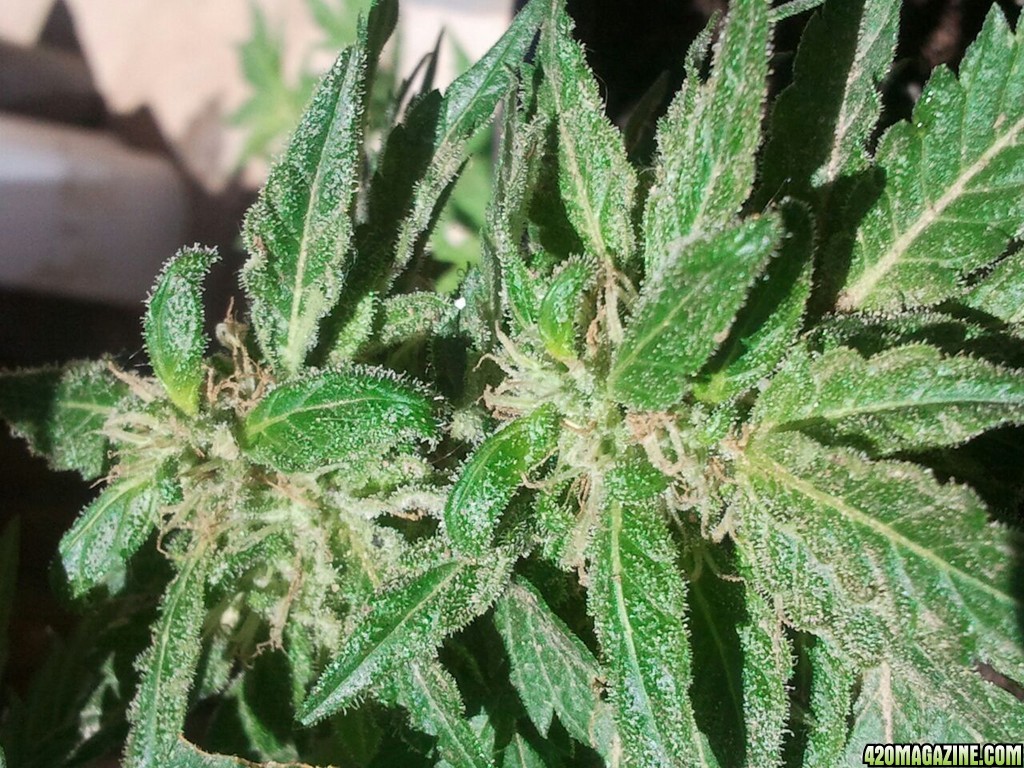 Trainwreck Outdoor Organic