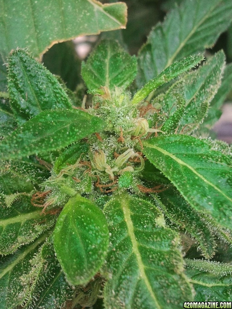 Trainwreck Week 4 Flower