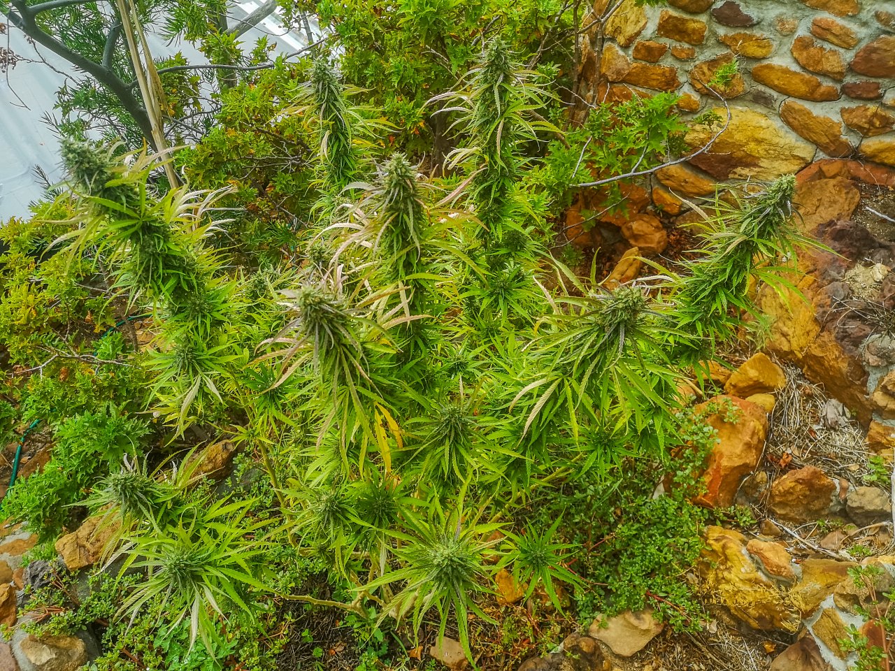 Transkei (Holly)