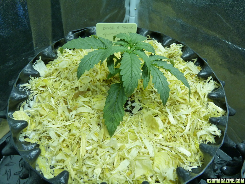 Transplant, Day 15