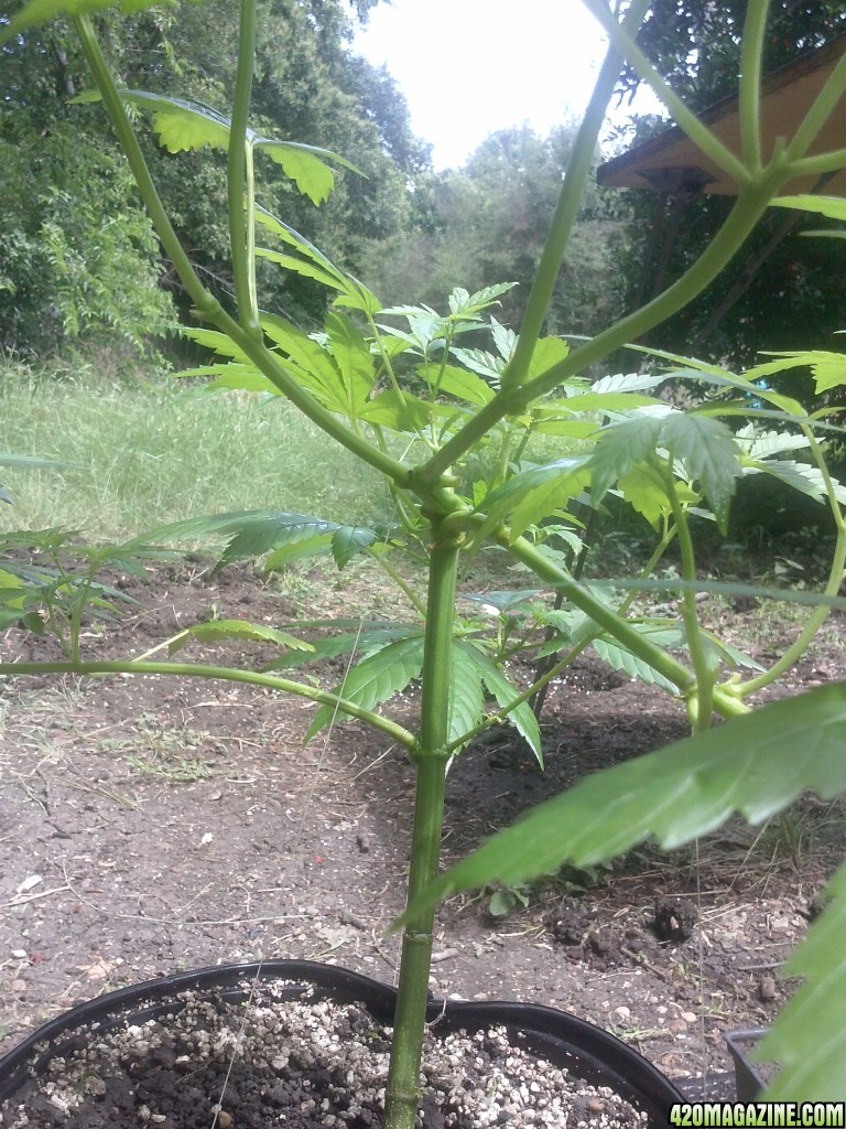 Transplanted a baby in the ground