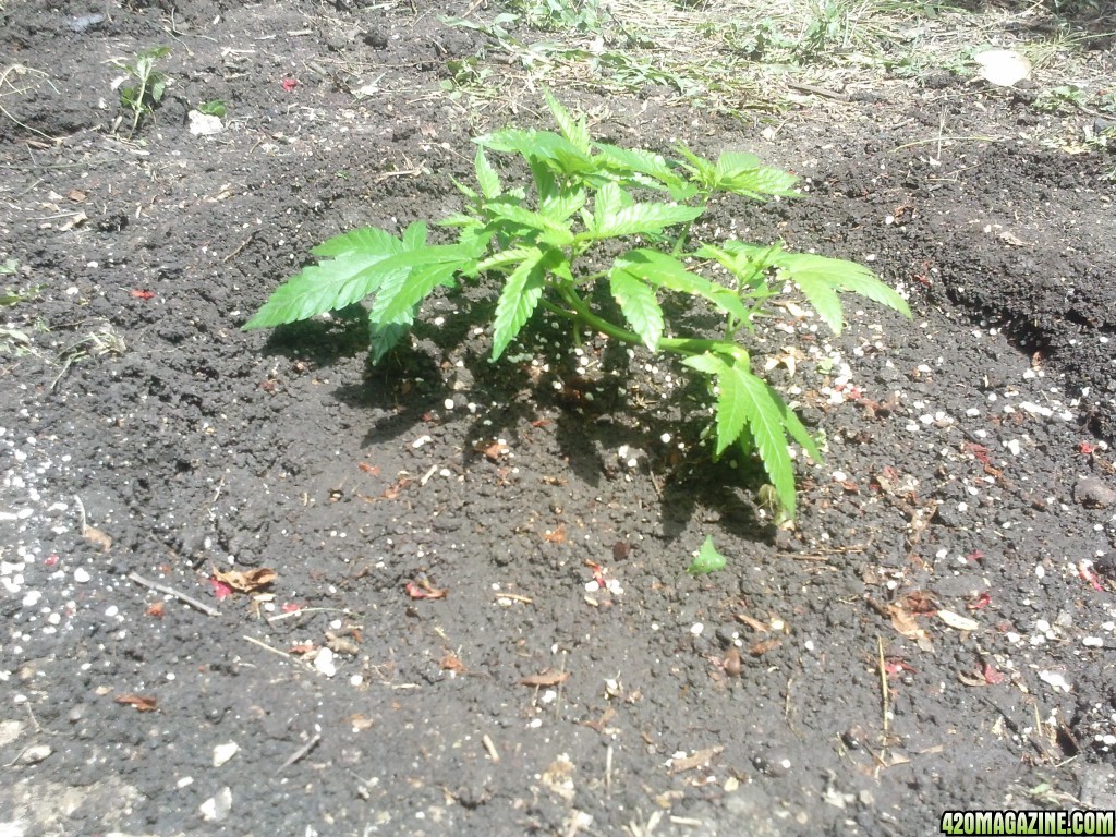 Transplanted a baby in the ground