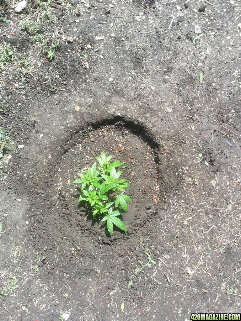 Transplanted a baby in the ground