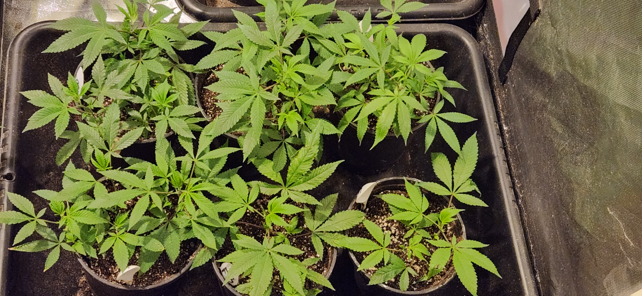 Transplanted BlkFlo