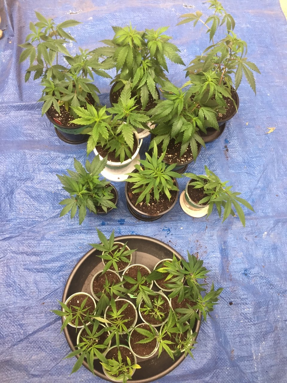 Transplanted clones and cuttings