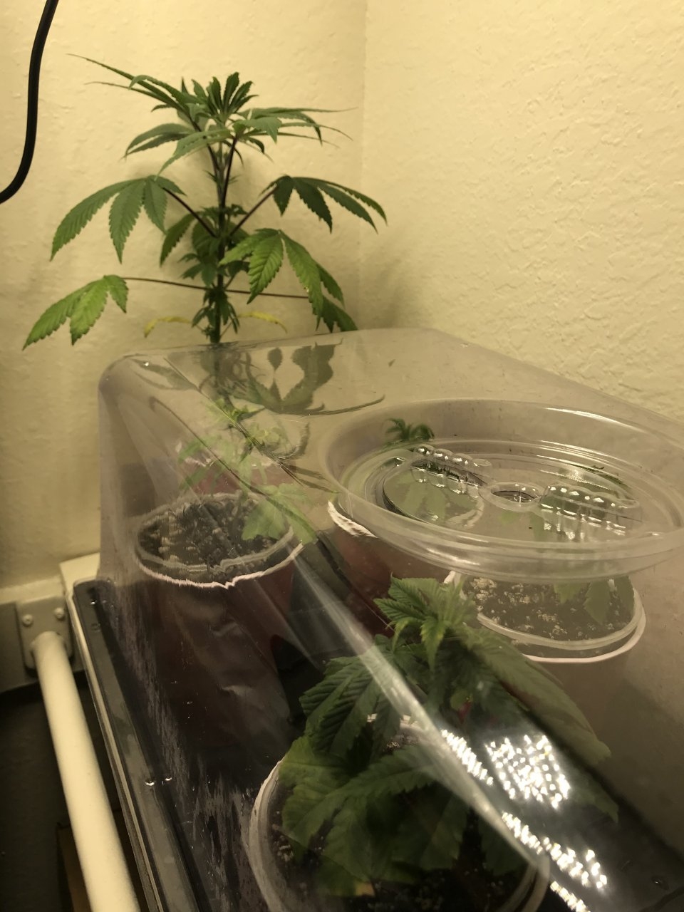 Transplanted clones