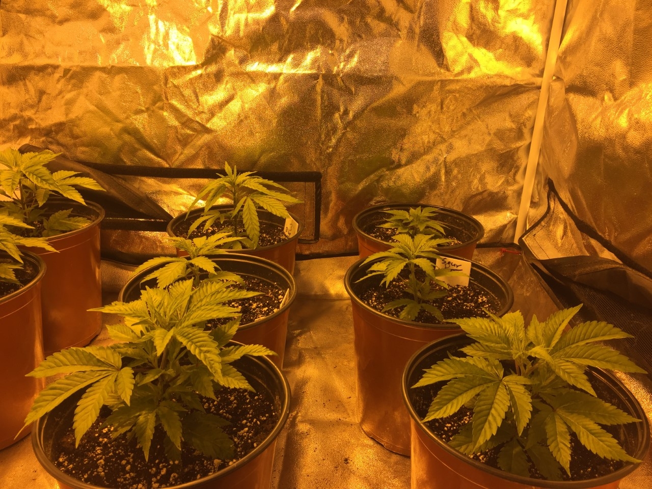 Transplanted from Cup to pots week 1.jpg