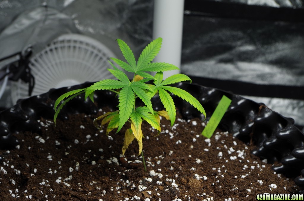 Transplanted girls single pics