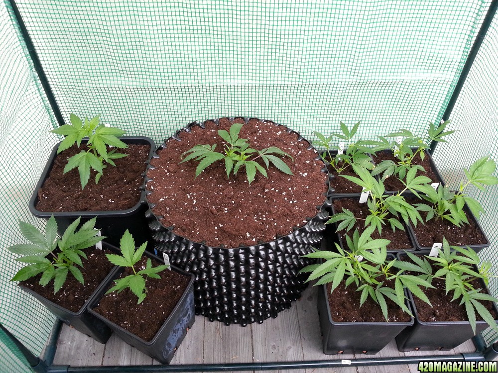 transplanted3