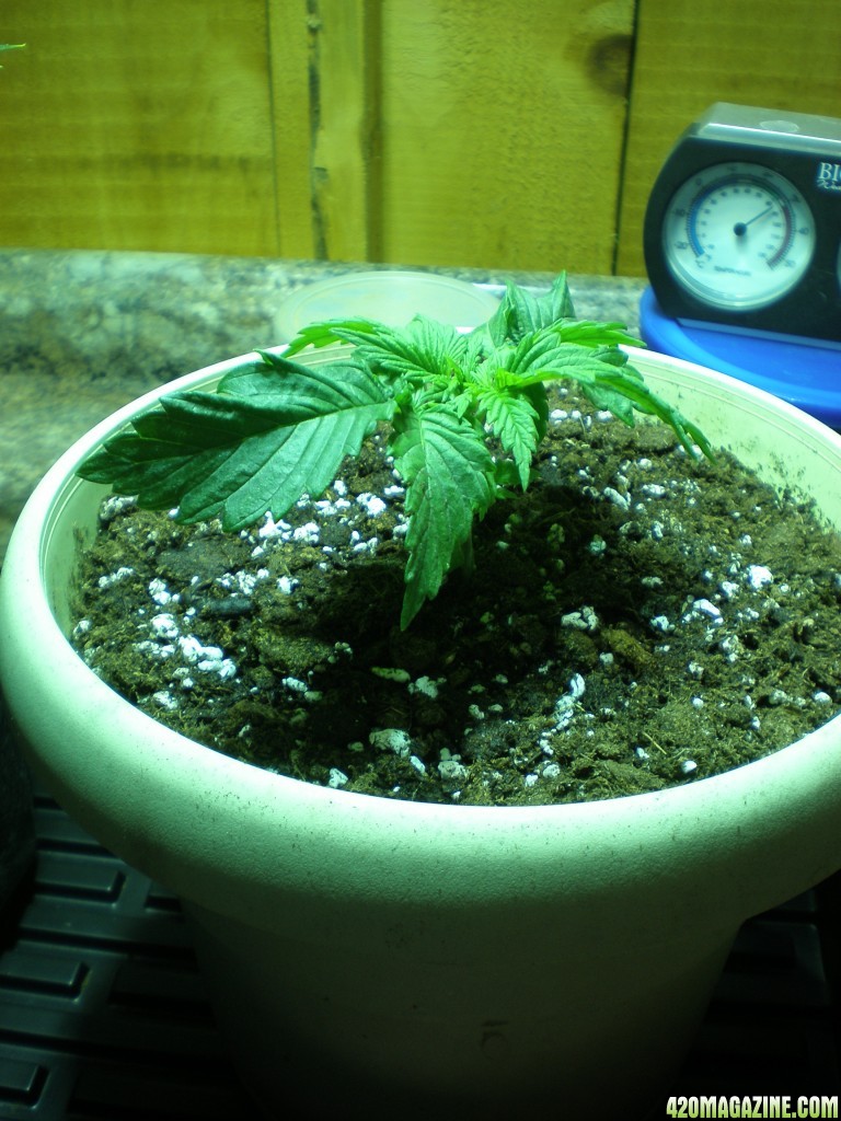 Transplanted_at_21_days_from_bean_drop