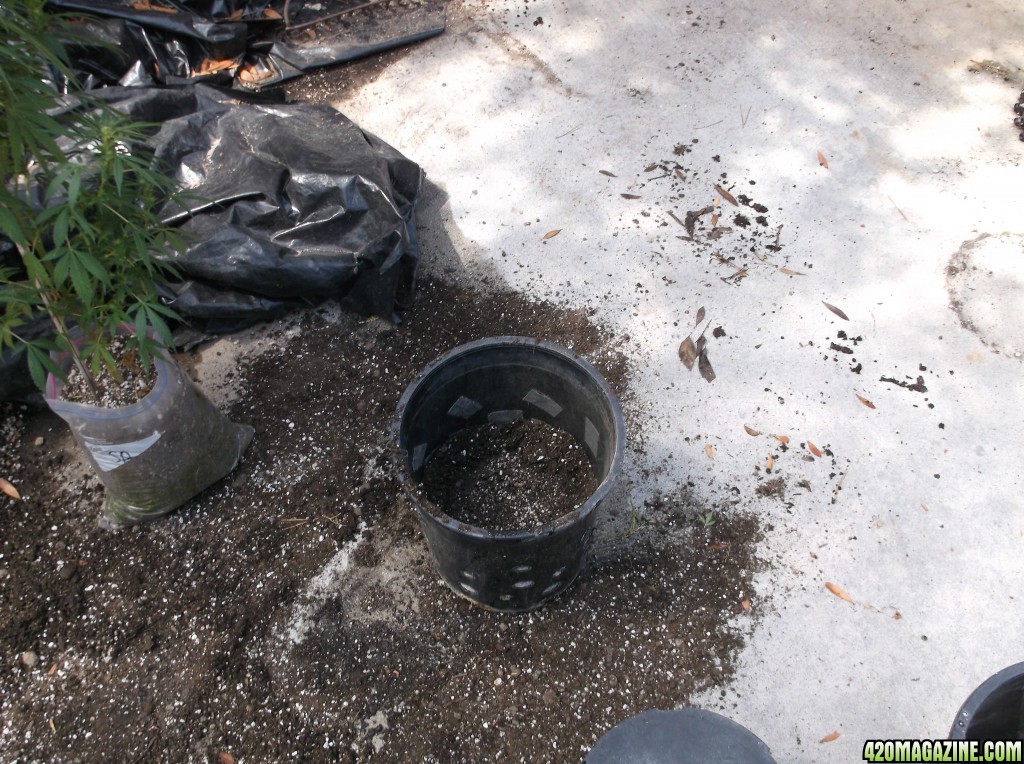 Transplanting 6 Tree House Plants