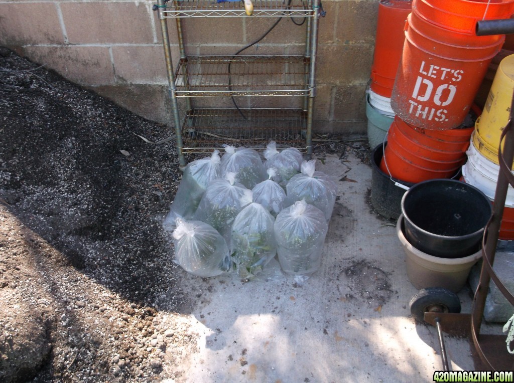 Transplanting Clones