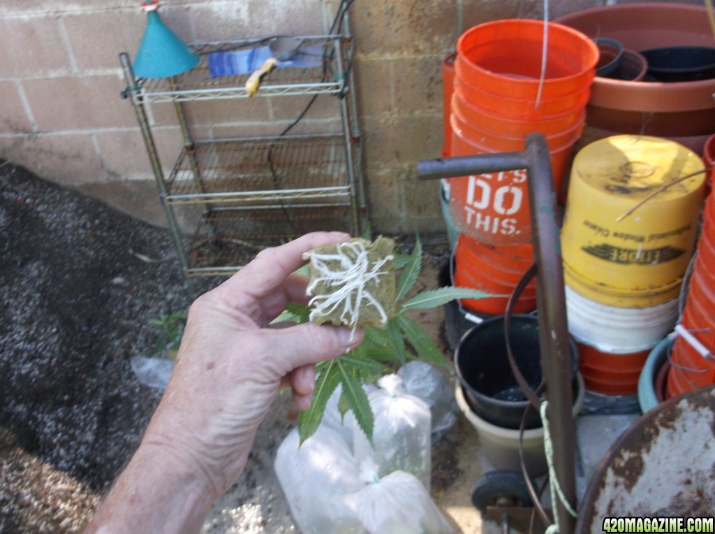 Transplanting Clones