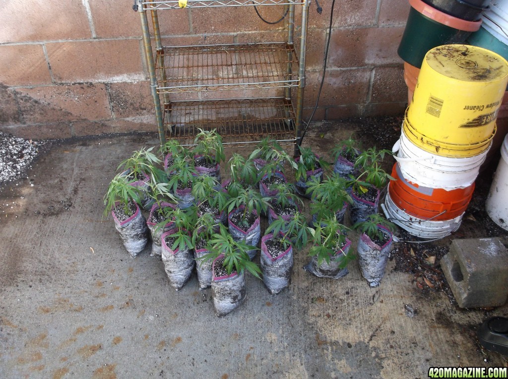 Transplanting Clones