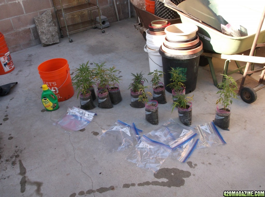 Transplanting Clones